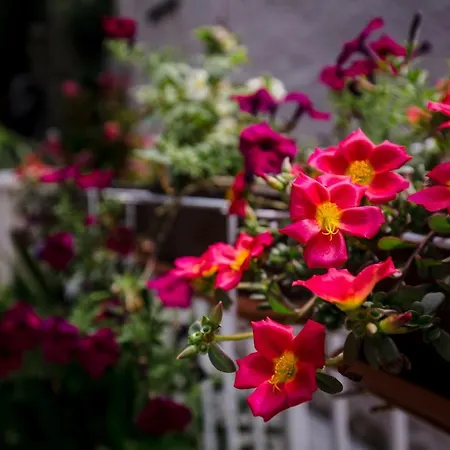 ルームズ エドナ 3*