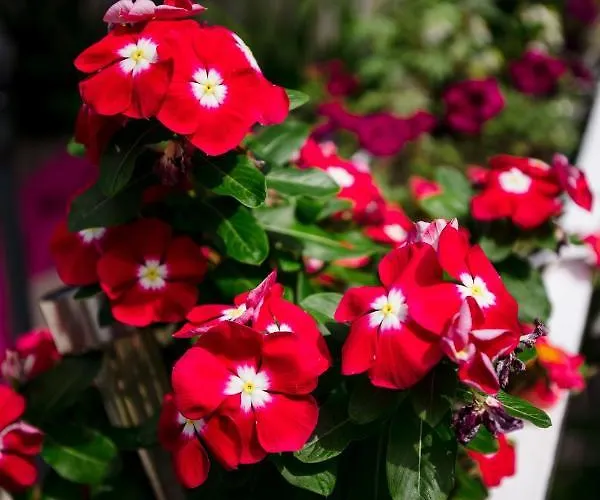 Гостевой дом Edna 3*